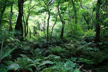 wild forest with dense ferns
