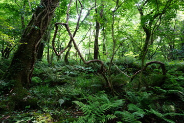 wild forest with dense ferns