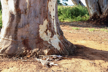 old tree trunk of eucalyptus tree and arid ground