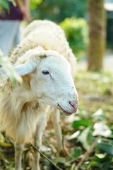 A white male goat tied with a small rope to a pole near the plants in the garden.