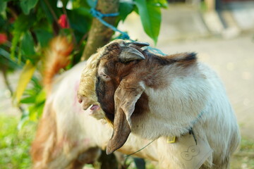 Obraz premium A male goat with a brown head and white body tied with a small rope in the park in the morning