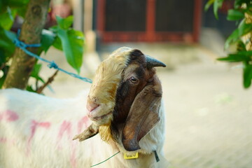 A male goat with a brown head and white body tied with a small rope in the park in the morning