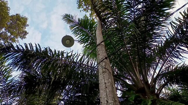 electric cable network crosses between tree trunks