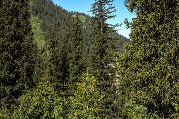 green forest in the mountains