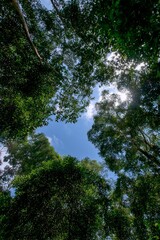 Obraz premium Sunlit Canopy in Lush Indonesian Rainforest A Stunning View of Nature's Beauty