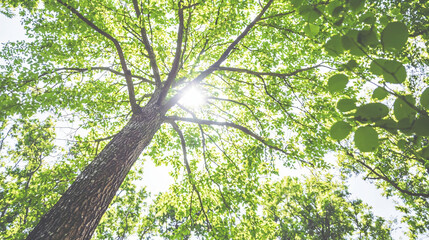 Fototapeta premium Majestic tree with brilliant sunlight shining through its leaves creating a serene atmosphere.