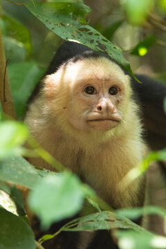 White-faced Capuchin
