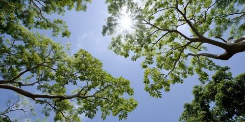 Fototapeta premium Sunlit Canopy Indonesian Trees Reaching for the Sky