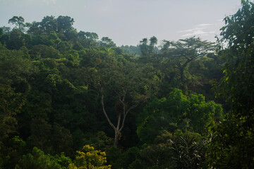 Dense green forest with layers of trees and blue sky, creating a vibrant and serene springtime nature background.