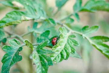 Ladybug Providing Natural Pest Control on Tomato Plant.