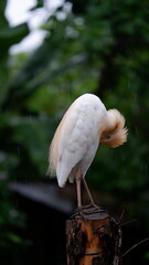 Cattle Egret in rain. These are the only member of monotypic genus Bubulcus
