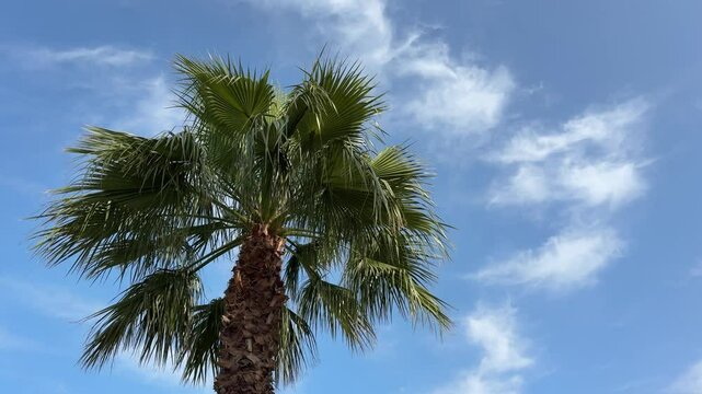 Palm tree washingtonia robusta, mexican fan palm, mexican washingtonia, skyduster.