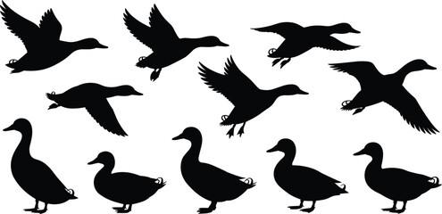 Fototapeta premium Silhouette vector of flying and standing ducks, waterfowl bird illustrations, wildlife animal shape, bird migration, black outline vector