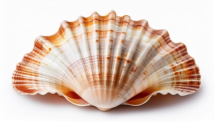 Fototapeta premium seashell isolated on white background.