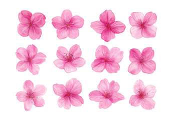 Fototapeta premium Watercolor vector illustration of pink cherry blossom on white background. 