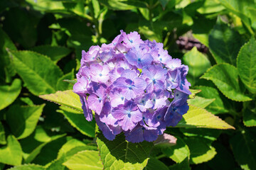 アジサイ