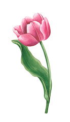 Watercolor tulip with green leaf. Hand drawn watercolor floral illustration, isolated white background