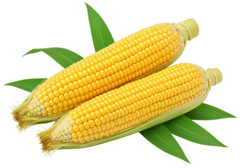 Isolated Fresh Corn Cobs with Green Leaves on White