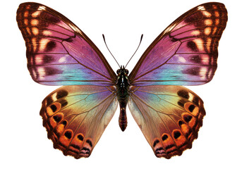 Isolated Close-Up of Iridescent Butterfly with Open Wings