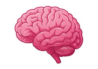 Isolated Human Brain Anatomical Organ Cognitive Function