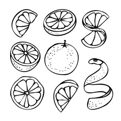 Hand-drawn mandarin fruit set. Whole mandarins, peeled segments, leaves, and blossoms. Outline style, vector EPS format. Perfect for packaging design, juice labels, farmers market graphics