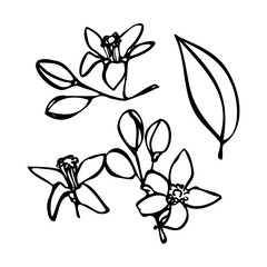 Hand-drawn mandarin fruit set. Whole mandarins, peeled segments, leaves, and blossoms. Outline style, vector EPS format. Perfect for packaging design, juice labels, farmers market graphics