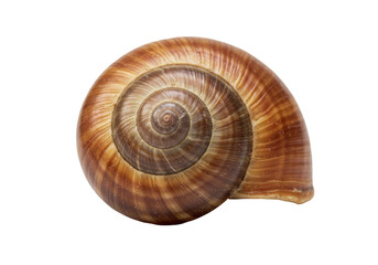 Isolated Snail Shell with Swirling Pattern