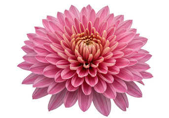 Isolated Pink Dahlia Flower in Full Bloom