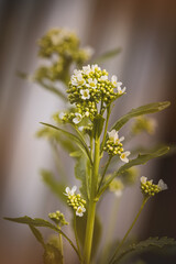 Field plants on a sunny day in June. Blurred background, close-up.