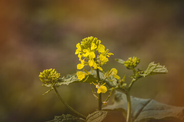 Field plants on a sunny day in June. Blurred background, close-up.