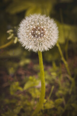 Field plants on a sunny day in June. Blurred background, close-up.
