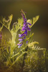 Field plants on a sunny day in June. Blurred background, close-up.