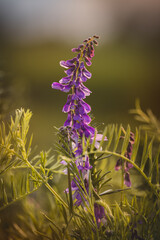Field plants on a sunny day in June. Blurred background, close-up.