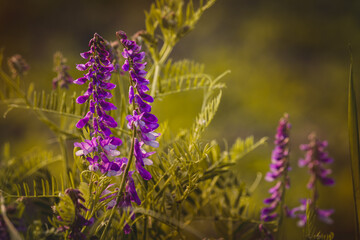 Field plants on a sunny day in June. Blurred background, close-up.