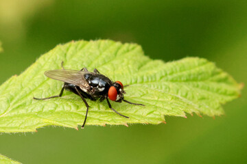 Fly