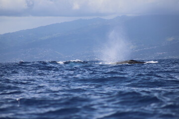 Whale spouting