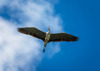 great grey heron bird flying high in blue sky with wings spread wide