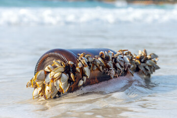 Colony of the pelagic gooseneck barnacle - Lepas anatifera, stuck to a glass bottle washed up from...