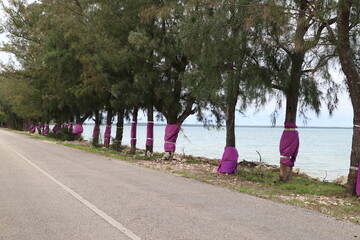 Trees in Fiji