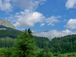 Switzerland, Meiringen, a tree with a mountain in the background