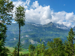 Switzerland, Meiringen, a tree with a mountain in the background