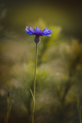 Field plants on a sunny day in June. Blurred background, close-up.