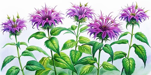 Watercolor Painting of Purple Coneflowers with Detailed Leaves