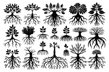 Twenty six root illustrations isolated on transparent background