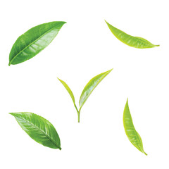 Green tea leaves cluster on white background