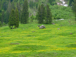 Switzerland, Meiringen, a herd of sheep grazing on a lush green field