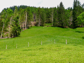 Switzerland, Meiringen, a close up of a lush green field