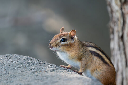 Chipmunk sitting on a rock with grayish brown background