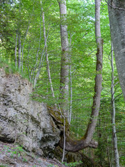 Switzerland, Meiringen, a tree in a forest