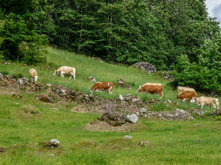 Switzerland, Meiringen, a herd of cattle grazing on a lush green field